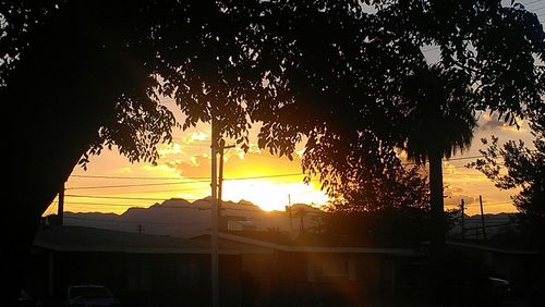 Silhouette trees at sunset