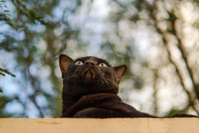 Low angle view of a cat looking up