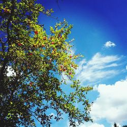 Low angle view of tree against blue sky