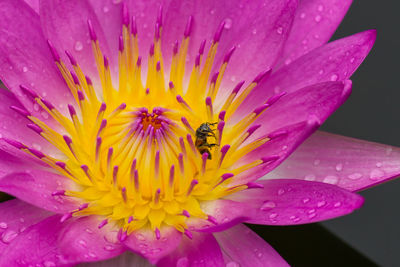 Close-up of bee on pink flower