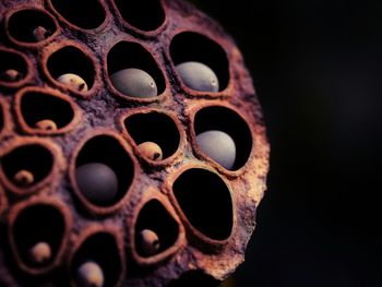 Close-up of lotus water lily pod