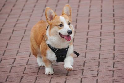 High angle view of dog on footpath