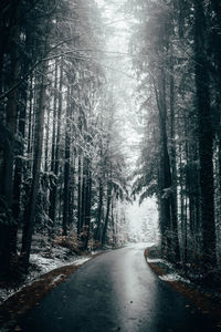 Road amidst trees in forest