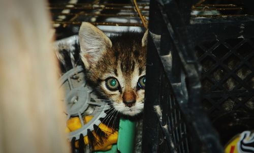 Portrait of cat by outdoors