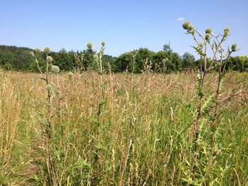 Close-up of wheat field against clear sky