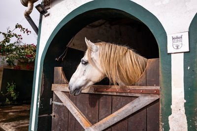 Horse looking out of outdoor box, cute animals, lusitano breed.