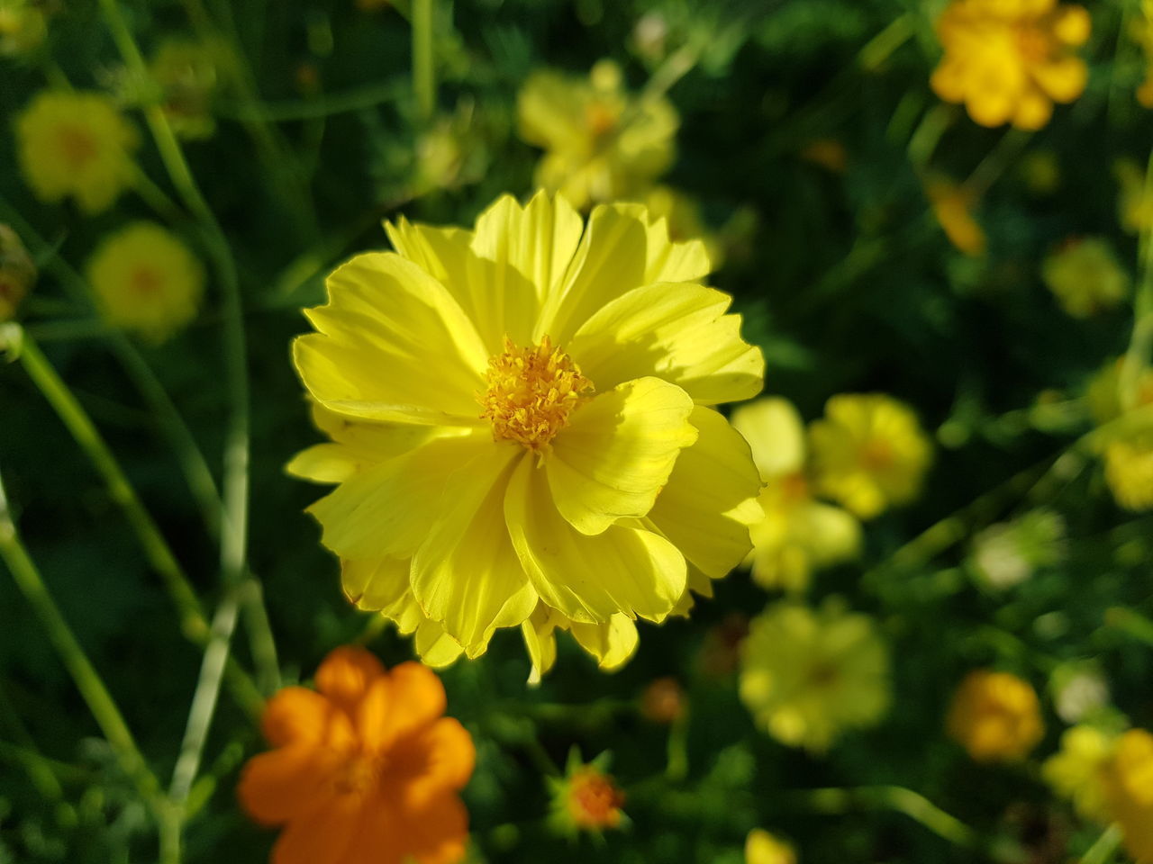 CLOSE-UP OF YELLOW FLOWER