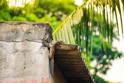 Close-up of bird perching outdoors