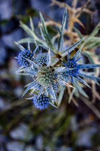 Close-up of purple flowering plant