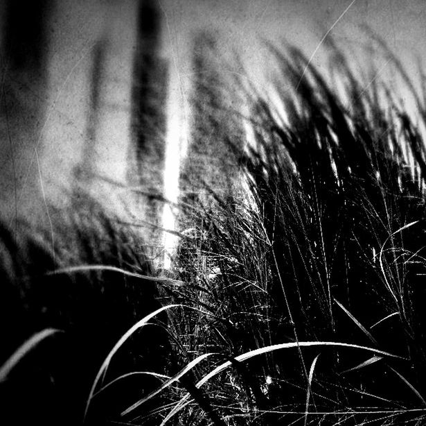 close-up, focus on foreground, selective focus, fragility, outdoors, motion, one person, growth, part of, blurred motion, plant, nature, night, defocused, abstract, grass, human hair, long exposure