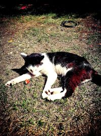 High angle view of cat on field