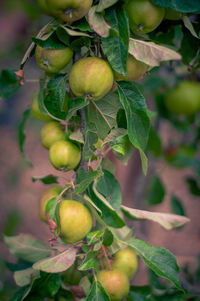 Close-up of apples on tree