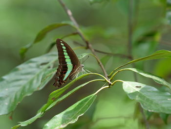 Close-up of butterfly on leaf