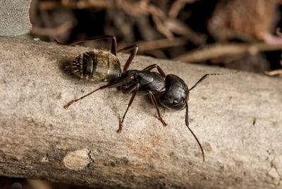 Close-up of insect