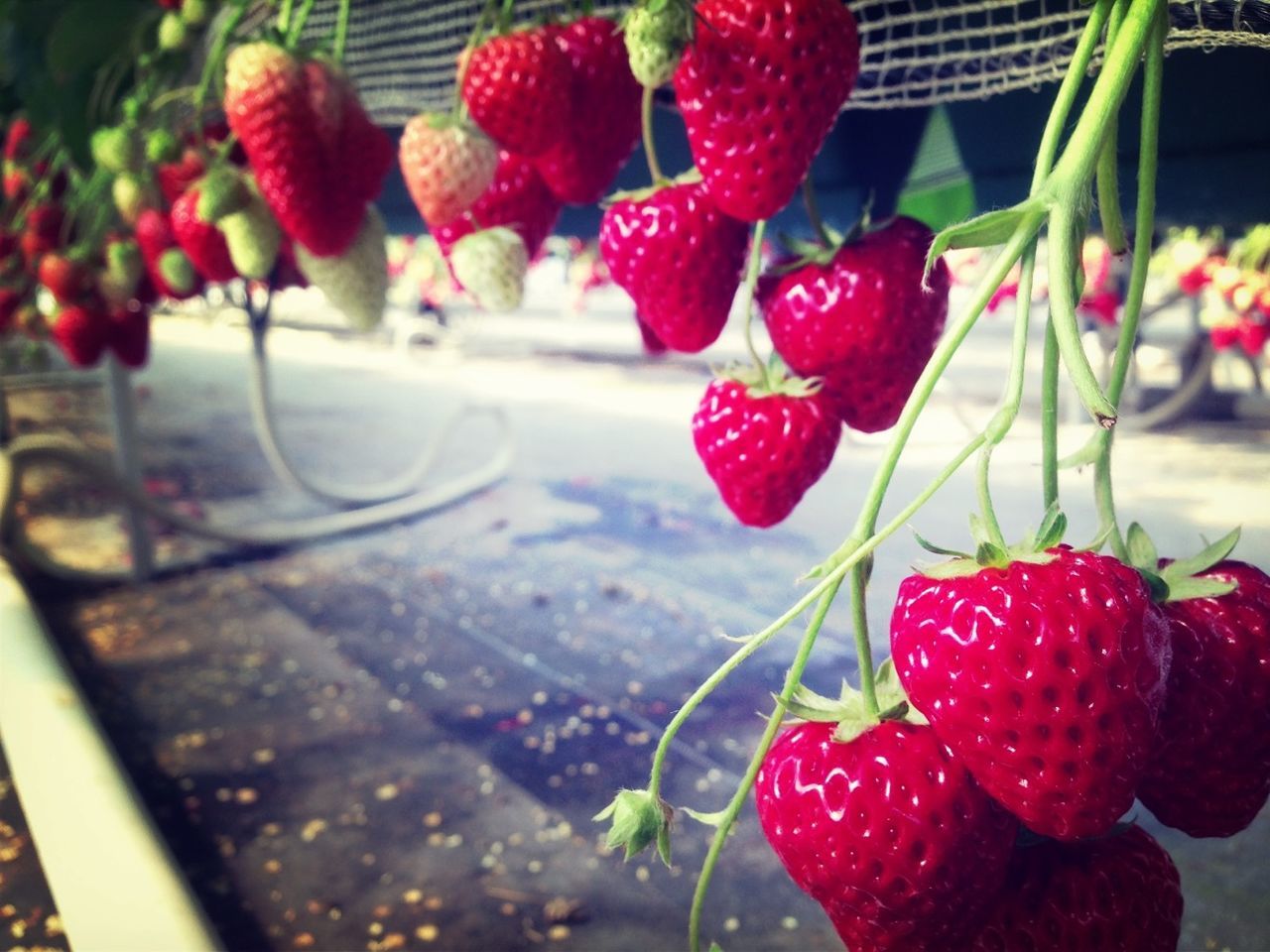 red, freshness, fruit, food and drink, berry fruit, strawberry, close-up, food, focus on foreground, raspberry, berry, healthy eating, cherry, growth, ripe, day, nature, no people, selective focus, leaf