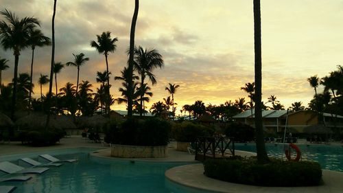 Palm trees at sunset