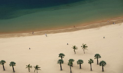 High angle view of coconut palm trees at beach