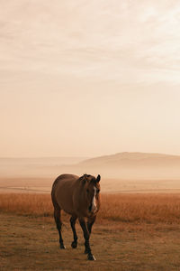 Horse standing in a field