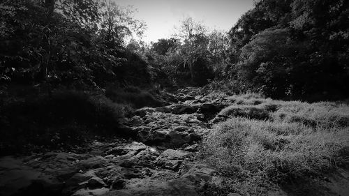 Scenic view of waterfall in forest against sky