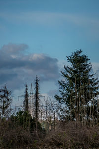 Trees on field against sky