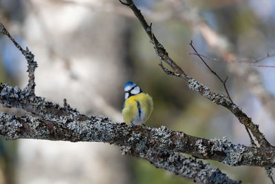 Close-up of bluetit bird perching on branch