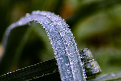 Close-up of raindrops on leaf