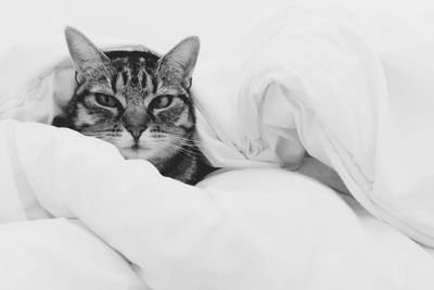 Close-up portrait of a relaxed cat