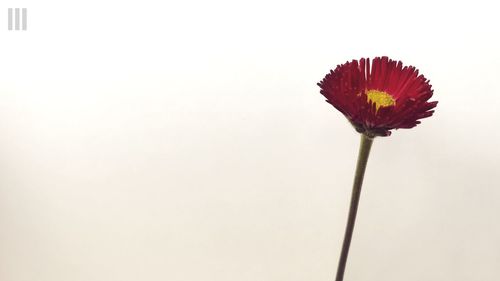 Close-up of flower against the sky