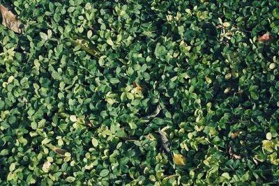 Full frame shot of plants