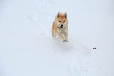 Dog running in snow