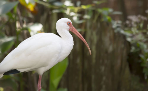 White ibis eudocimus albus