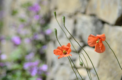 Close-up of red flower