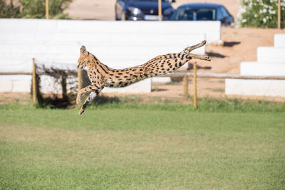 Lynx jumping over field