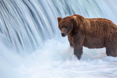 Bear in water