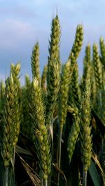 Close-up of crops growing on field against sky