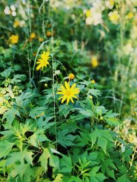 Close-up of yellow flowers blooming outdoors