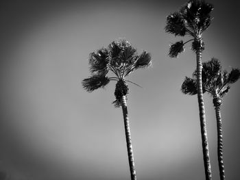 Close-up of wilted plant against sky