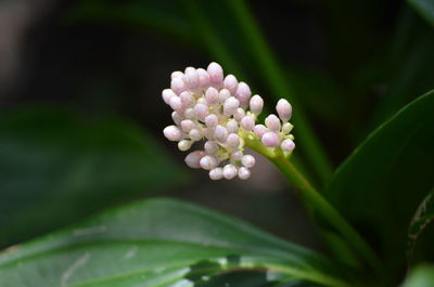 Close-up of flowering plant