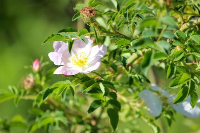 Close-up of white flowering plant