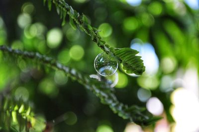 Close-up of water drops on plant