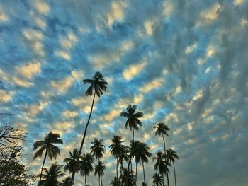 Low angle view of silhouette palm trees against sky