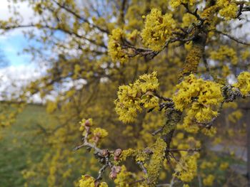 Close-up of yellow cherry blossom tree