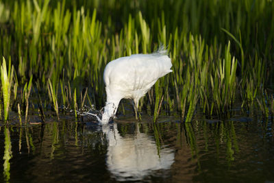 Snowy egret hunting in pond