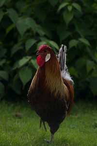 Close-up of a bird on field