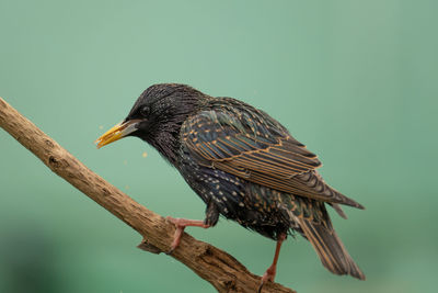 Close-up of bird perching on branch