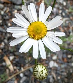 Close-up of white daisy flowers