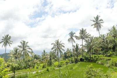 Palm trees on field against sky