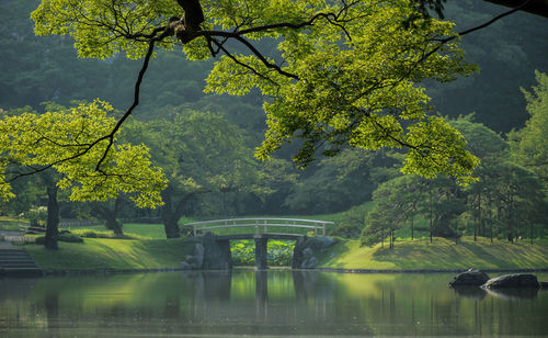 Reflection of trees in pond