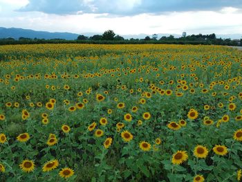 Scenic view of sunflower field against cloudy sky