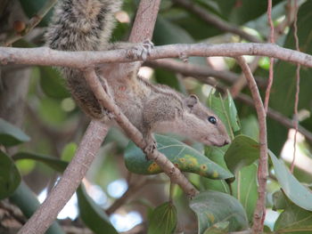 Close-up of squirrel on tree